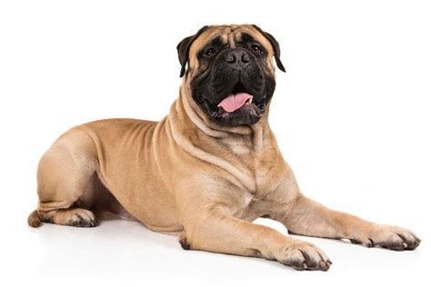 How Many Types Of Mastiff Dogs Are There