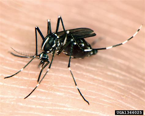 Asian tiger mosquito (Aedes albopictus)