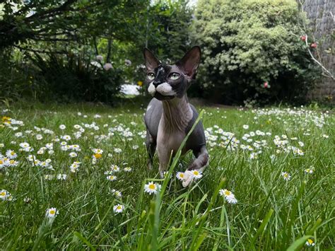 Chatterie flower BOMB, sphynx et cornish rex | Bouillé-Loretz