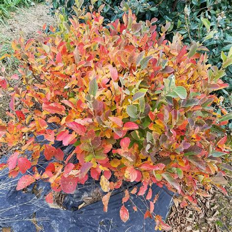 LEGEND OF THE SMALL™ Bottlebrush - Fothergilla x intermedia PPAF - 4