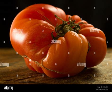 tomato orchard  res stock photography  images alamy