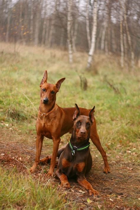 100 doberman names – Artofit