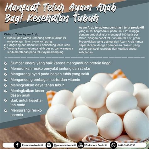 manfaat telur ayam arab gallus turcicus podomoro poultry equipment