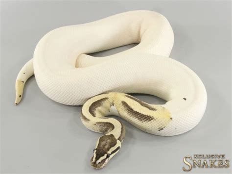 Königspython Piebald | XCLUSIVE-SNAKES