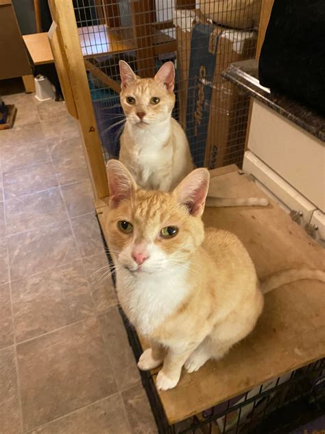 Peppy Pets | Utica NY