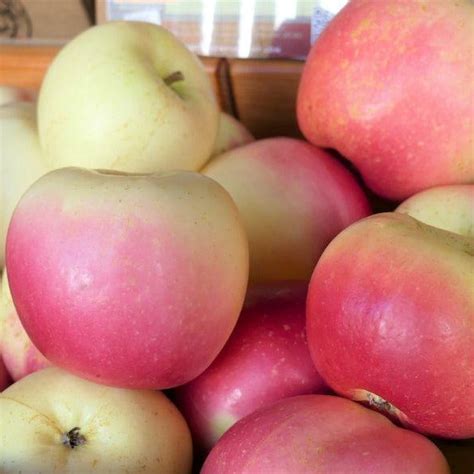 Winter Banana – Heritage Farm & Fruit Trees