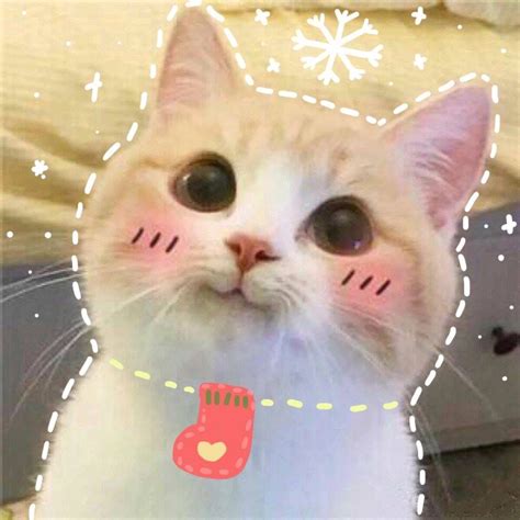 anh meo cute doi  dang yeu va thu vi