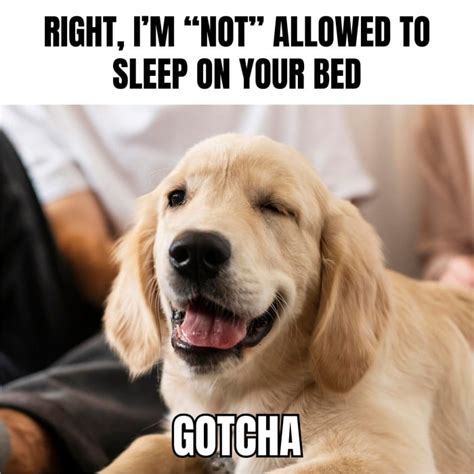 Funny Sleeping Dog Meme