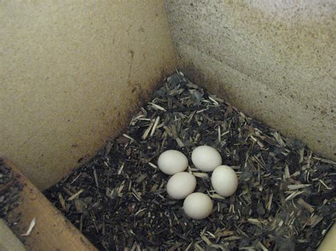 EASTERN ROSELLA EGGS