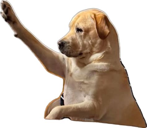 Dog raising hand | Cute memes, Dog memes, Funny quotes for kids