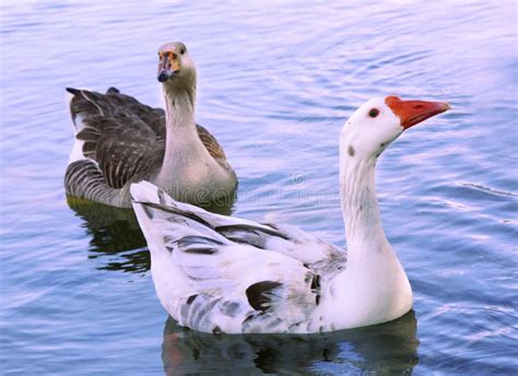 Two ducks on the pond stock photo. Image of natural, spring - 70734196