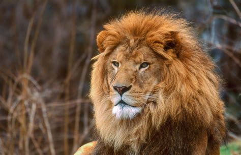 warum haben loewen eigentlich eine maehne tierweltch tierwelt
