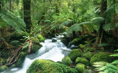 Beautiful Wallpapers and Images: Waterfall Jungle Wallpaper