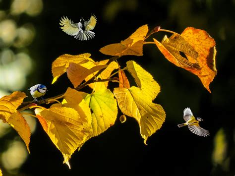 Pictures bird Tits Leaf Autumn Branches animal 2560x1920