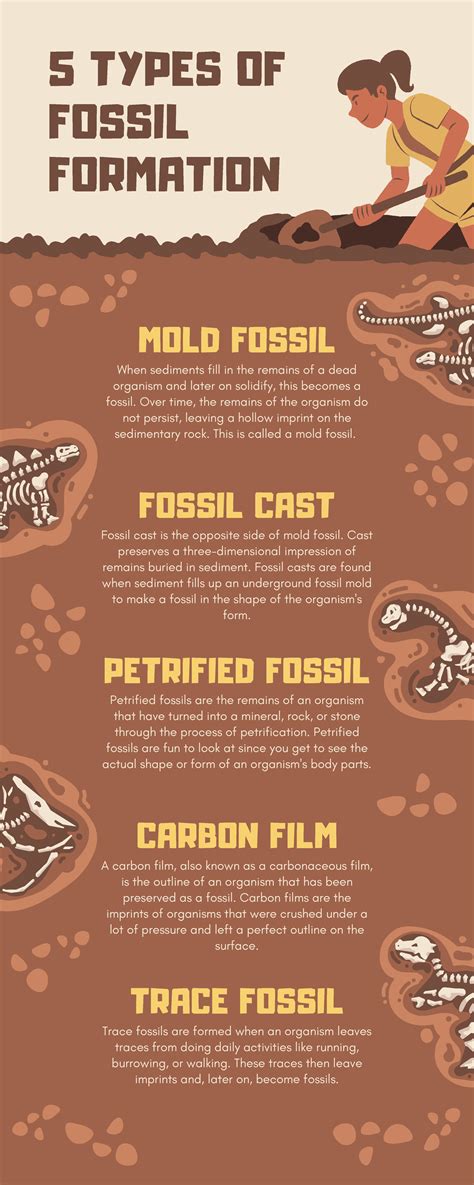 Mold Fossil Formation at Skye Zepps blog