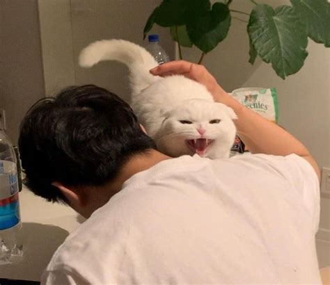 pinterest gattini animali coppie carine