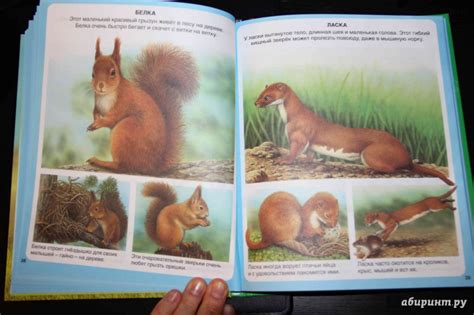 Книга: Животные - Эмили Бомон. Купить книгу, читать рецензии | Лабиринт