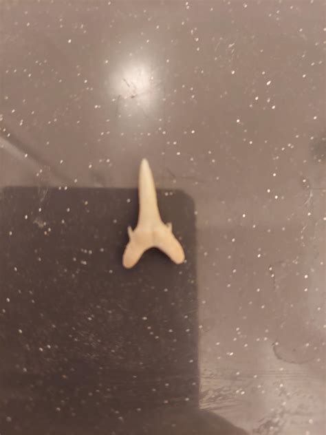 Pristine Sand Tiger Shark Tooth : r/sharks