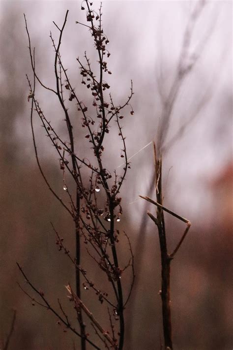 wild animal without legs 6