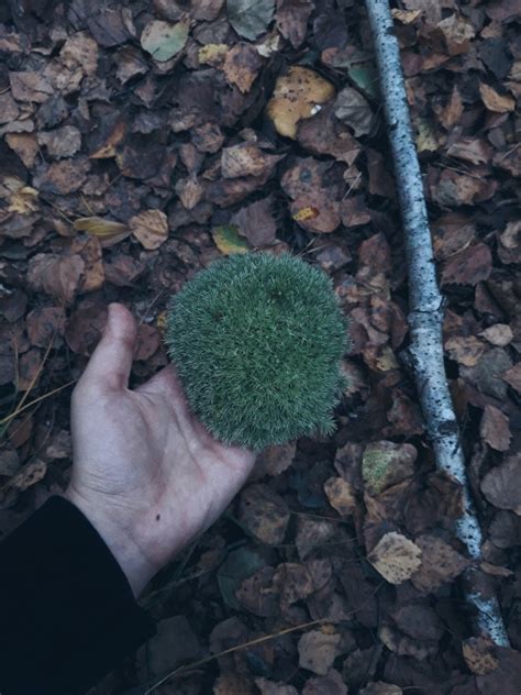 leucobryum | Tumblr