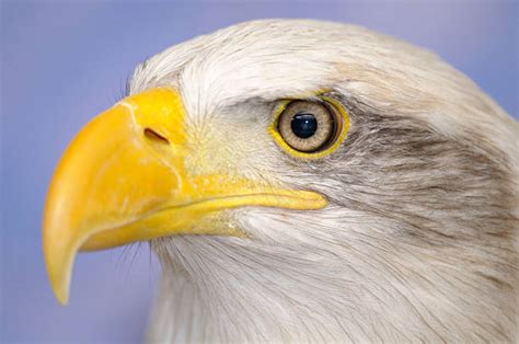 Best Eagle Eye Close Up Stock Photos, Pictures & Royalty-Free Images - iStock