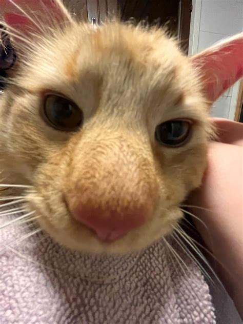 I don’t know what to say right now, BUT OUR CAT IS ALIVE!! After 8 long