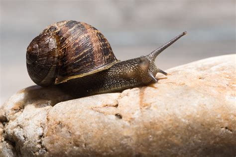 snail facts teeth  jean stanton blog