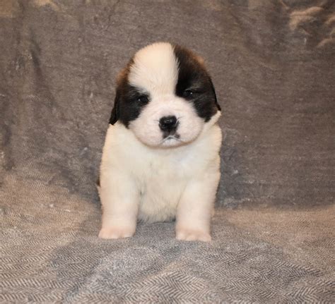 Saint Bernard Puppies For Sale In Nebraska