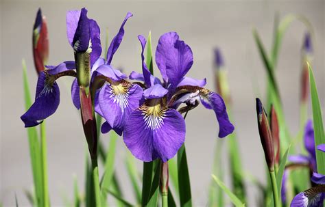 3840x2160 wallpaper | purple iris | Peakpx