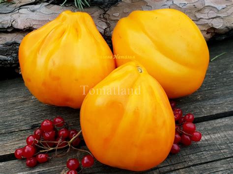 Томат Желтые торбочки: описание сорта, отзывы, фото | tomatland.ru