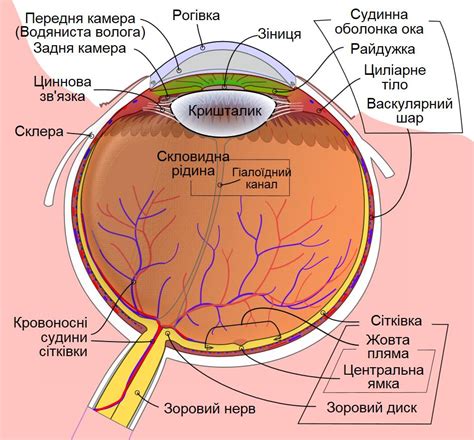 Око — опис, схема будови і функції