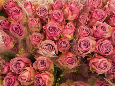 Pink Roses at the Farmers Market Stock Image - Image of flower, roses ...