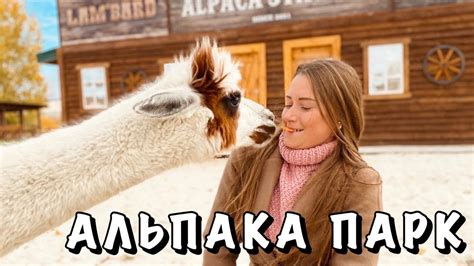 АЛЬПАКА ПАРК В БЕЛОМ КОЛОДЦЕ ПОД ВОРОНЕЖЕМ - YouTube