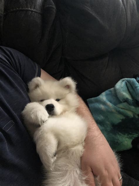 Cuddle buddy : r/samoyeds