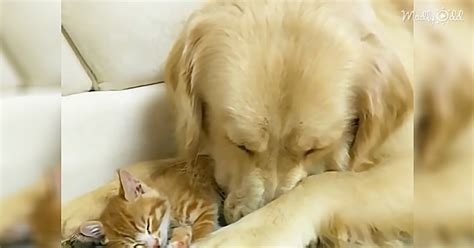 Gentle Golden Retriever and Cuddly Kitten Are Pure Cuteness