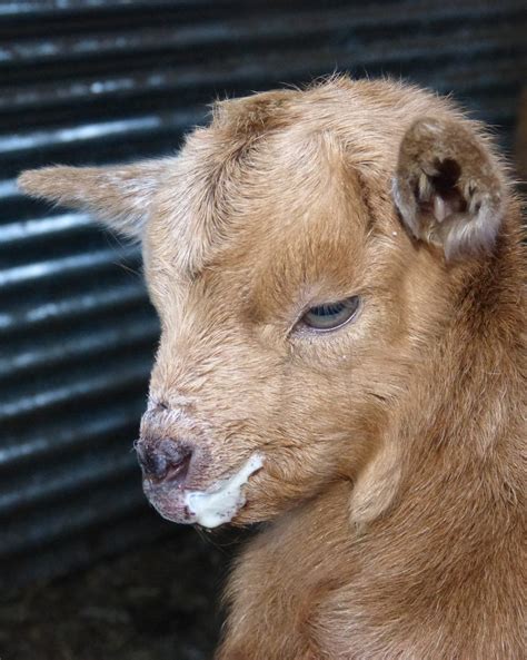 Images Gratuites : enfant, faune, mouton, crinière, Lait, fermer ...