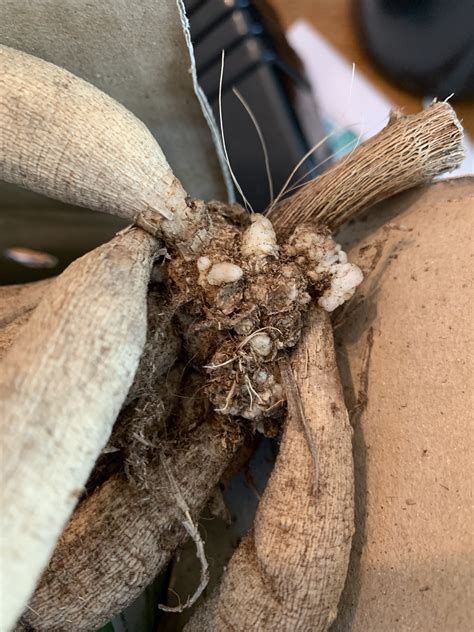 Dahlia Problems: Crown Gall – Gerd's Garden
