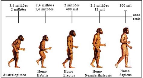 Linha Do Tempo Evolucao Humana - Evolução Humana: o que é, origem e etapas - Significados