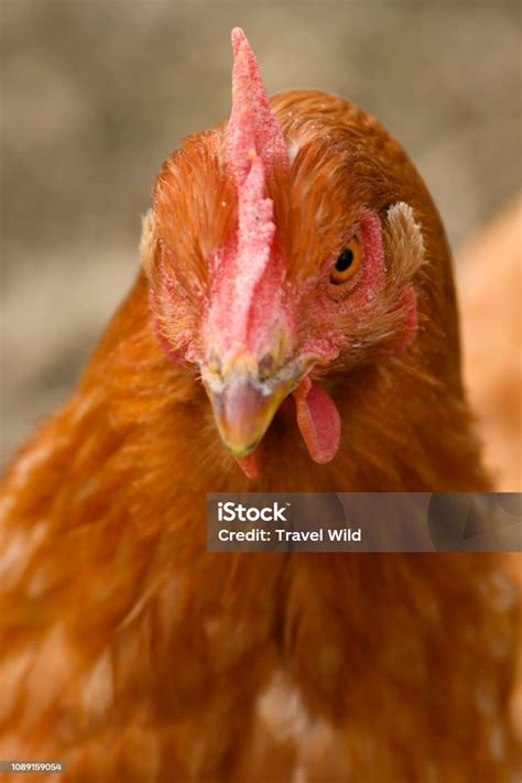 Foto de Closeup Da Cabeça De Uma Galinha Marrom Enquanto Pastando Em Um ...