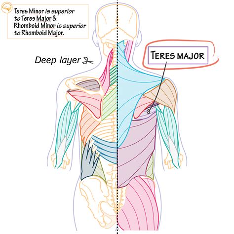Gross Anatomy Glossary: Teres major | ditki medical & biological sciences