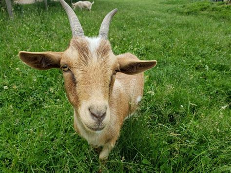 Billy goat on farm stock photo. Image of farm, female - 30697062