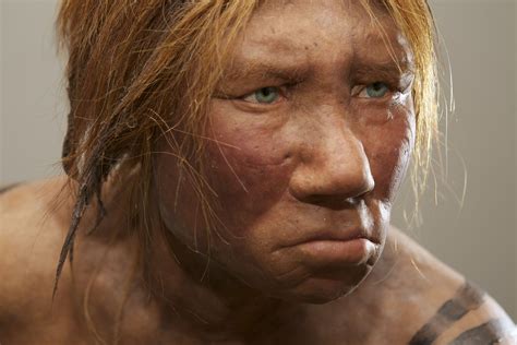 Neanderthal Reconstruction Bbc