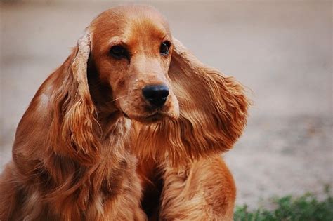 24 Cocker Spaniel Colors & Patterns (With Pictures) | Hepper