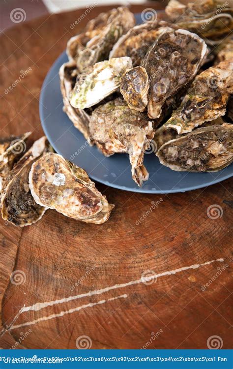 Fresh Shelled Oysters with Seafood Ingredients Stock Image - Image of ...
