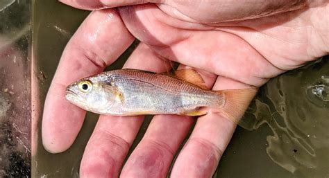 Eli's Fish Facts - Atlantic Croaker | Center for the Urban River at