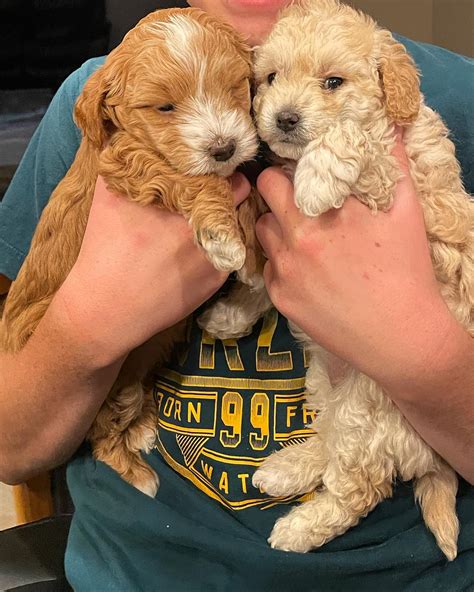 Oakley Goldendoodles - One of our previous puppies has had the cutest, softest litter of F2b