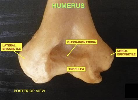 trochlea  humerus posterior view anatomy anatomy note