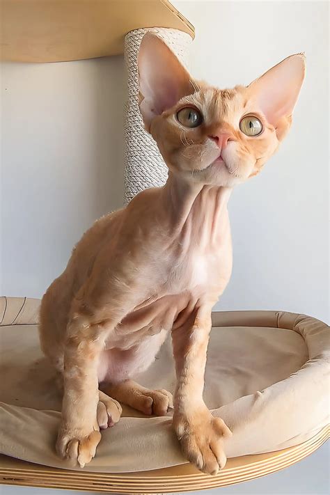 Marco the Devon Rex Your New Furry Soulmate