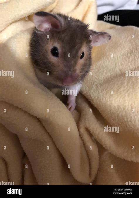 hamster  res stock photography  images alamy