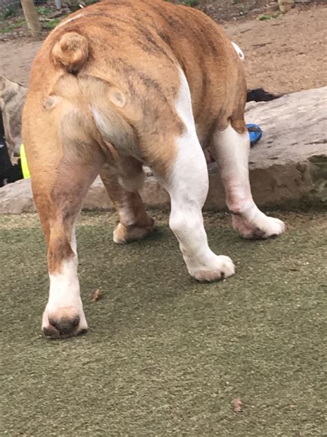 This dogs butt looks like a face : r/Pareidolia